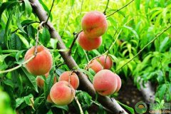 桃树表面流胶是怎么回事?如何进行科学防治?