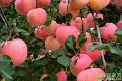  矮化苹果树早衰的原因有哪些?如何正确应对?