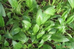 菠菜抽薹的原因及防治措施