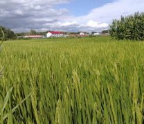 水稻抽穗结实期六项管理技术