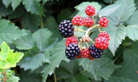 高产黑莓需要掌握的种植技术有哪些？