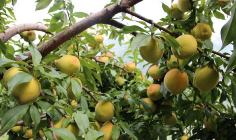 提高黄桃产量和品质的栽培管理技术有哪些？